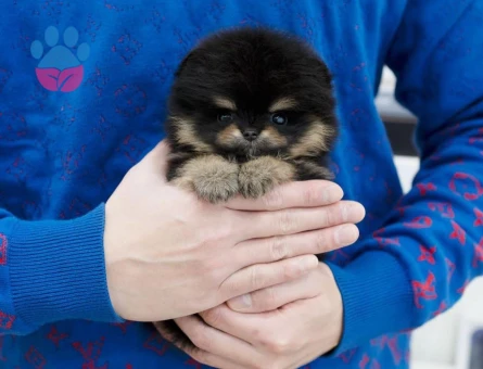 Irk & Sağlık Garantili Pomeranian Yavrular | Sözleşmeli Teslim - 8586 - Görsel 4