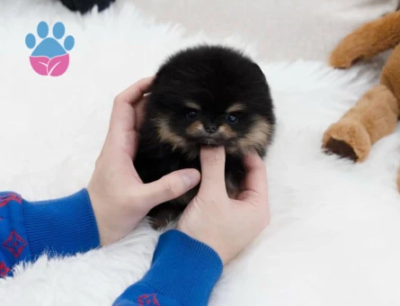 Irk & Sağlık Garantili Pomeranian Yavrular | Sözleşmeli Teslim - 8586 - Görsel 3