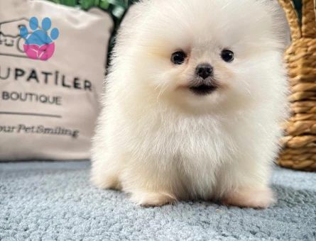 Premium Pomeranian Yavrular | Güvenli ve Sözleşmeli Teslimat - 8588 - Görsel 4