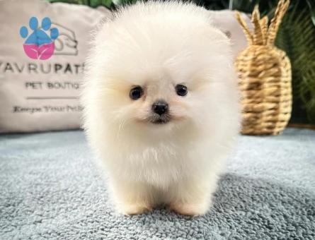 Premium Pomeranian Yavrular | Güvenli ve Sözleşmeli Teslimat - 8588