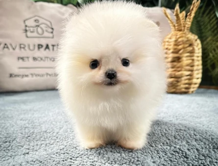 Premium Pomeranian Yavrular | Güvenli ve Sözleşmeli Teslimat - 8588