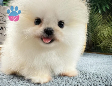 Premium Pomeranian Yavrular | Güvenli ve Sözleşmeli Teslimat - 8588 - Görsel 5