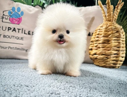 Premium Pomeranian Yavrular | Güvenli ve Sözleşmeli Teslimat - 8588 - Görsel 3