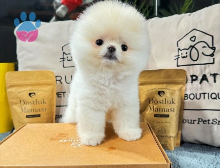 Pomeranian Boo Yavrular | Irk Garantili – Aynı Gün Teslim - 8589
