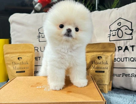 Pomeranian Boo Yavrular | Irk Garantili – Aynı Gün Teslim - 8589