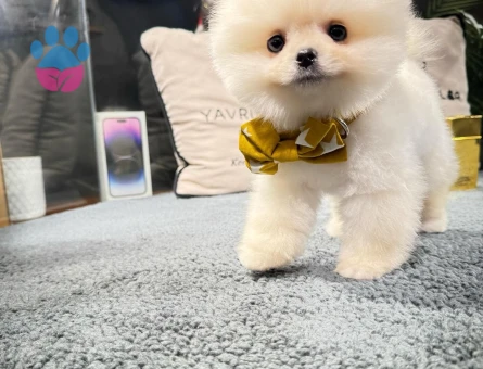 Pomeranian Boo Yavrular | Irk Garantili – Aynı Gün Teslim - 8589 - Görsel 3