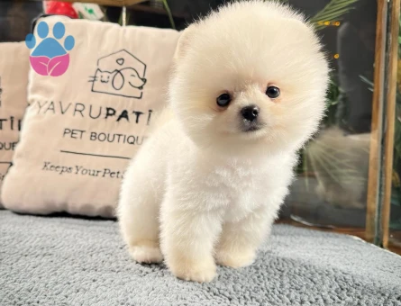 Pomeranian Boo Yavrular | Irk Garantili – Aynı Gün Teslim - 8589 - Görsel 4