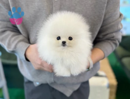 Gerçek Pomeranian Arayanlara | Sağlık Garantili Sözleşmeli Yavrular - 8590