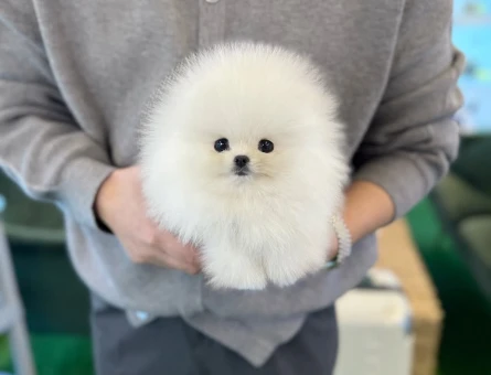 Gerçek Pomeranian Arayanlara | Sağlık Garantili Sözleşmeli Yavrular - 8590