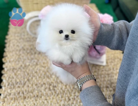 Gerçek Pomeranian Arayanlara | Sağlık Garantili Sözleşmeli Yavrular - 8590 - Görsel 4