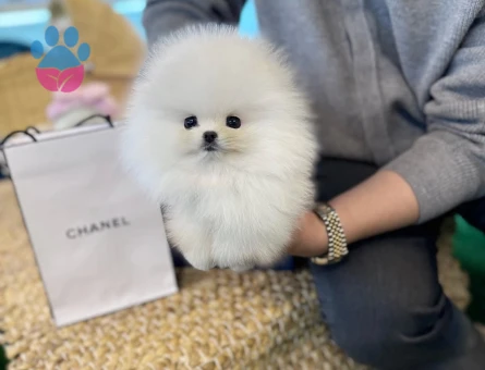 Gerçek Pomeranian Arayanlara | Sağlık Garantili Sözleşmeli Yavrular - 8590 - Görsel 3