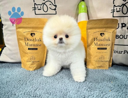 Ayı Surat Pomeranian Yavrular | Garantili & Güvenli Teslim - 8591 - Görsel 3