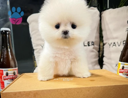 Ayı Surat Pomeranian Yavrular | Garantili & Güvenli Teslim - 8591 - Görsel 4