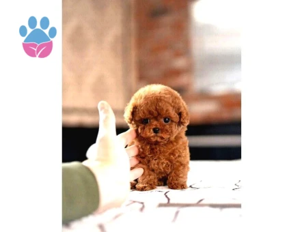 SAGLIK VE IRK GARANTILI TOY POODLE YAVRULARIM - 8597 - Görsel 2