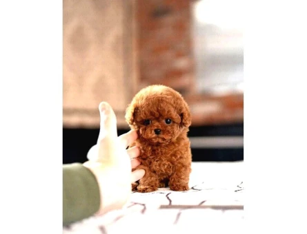 SAGLIK VE IRK GARANTILI TOY POODLE YAVRULARIM - 8597
