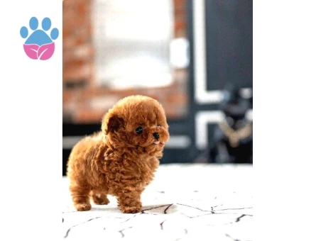 SAGLIK VE IRK GARANTILI TOY POODLE YAVRULARIM - 8597 - Görsel 3