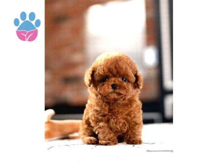 SAGLIK VE IRK GARANTILI TOY POODLE YAVRULARIM - 8597 - Görsel 4