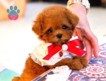TOY POODLE YAVRULARIM - 8598 - Görsel 2
