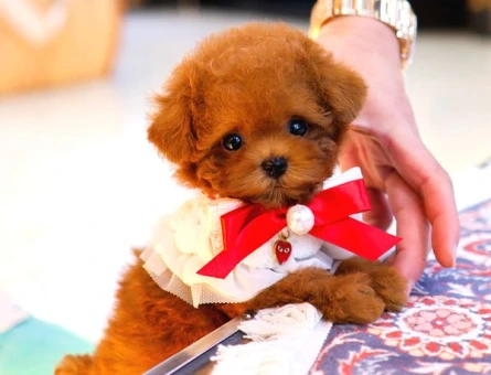 TOY POODLE YAVRULARIM - 8598