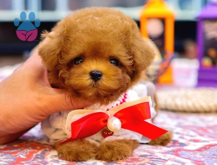 TOY POODLE YAVRULARIM - 8598 - Görsel 3
