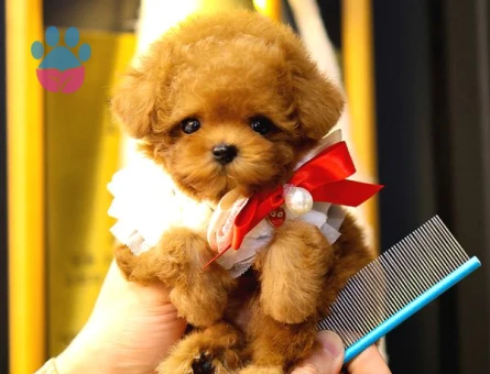 TOY POODLE YAVRULARIM - 8598 - Görsel 4