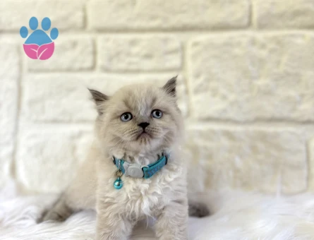 Bluepoint British Shorthair Erkek Yavrumuz - 10658 - Görsel 2