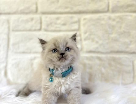 Bluepoint British Shorthair Erkek Yavrumuz - 10658