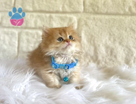 Golden British Longhair Erkek Yavrumuz - 10660 - Görsel 2