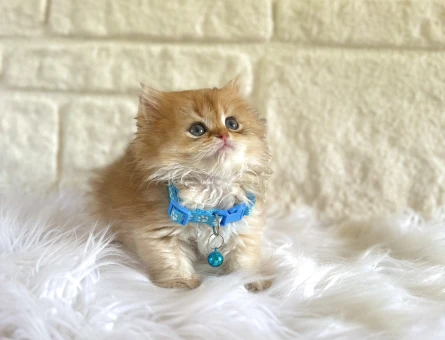 Golden British Longhair Erkek Yavrumuz - 10660
