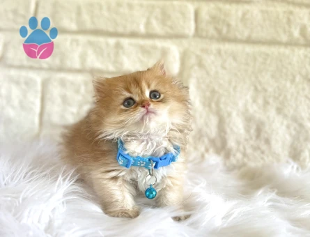 Golden British Longhair Erkek Yavrumuz - 10660 - Görsel 3