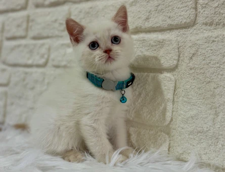 2 Aylık Bluepoint Britsh Shorthair Erkek - 10661