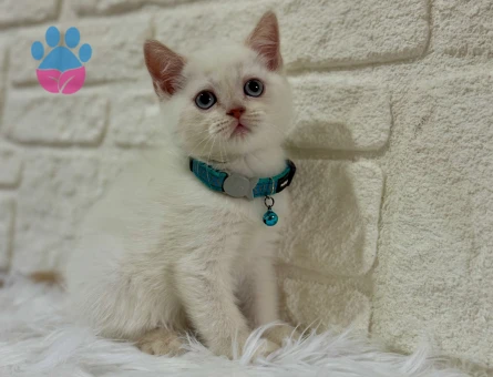 2 Aylık Bluepoint Britsh Shorthair Erkek - 10661 - Görsel 3