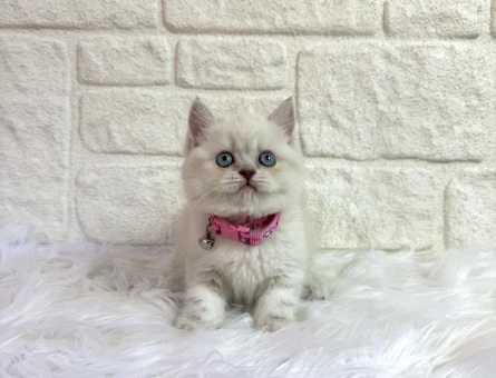 Egzotik British Shorthair Dişi - 10662