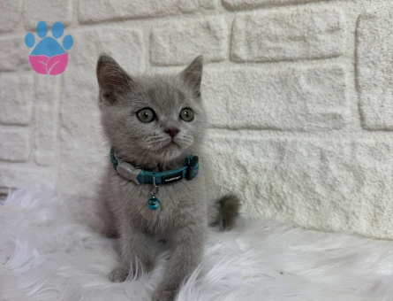 Lilac Erkek British Shorthair - 10663 - Görsel 2