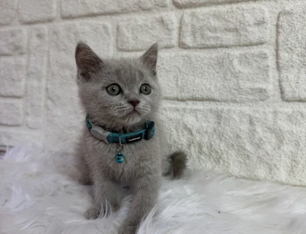 Lilac Erkek British Shorthair - 10663