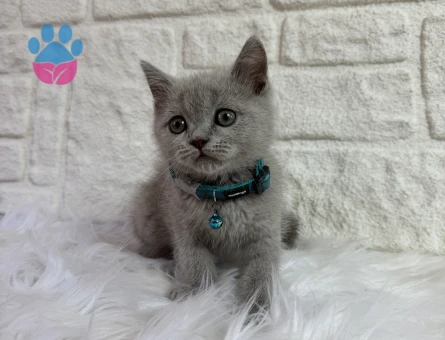 Lilac Erkek British Shorthair - 10663 - Görsel 3