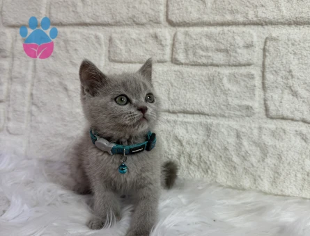 Lilac Erkek British Shorthair - 10663 - Görsel 4