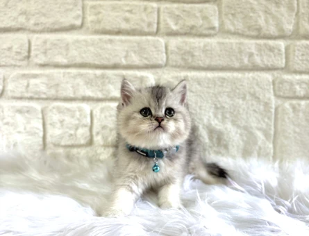 2 aylık Silver British Shorthair Erkekya yavrumuz - 10664