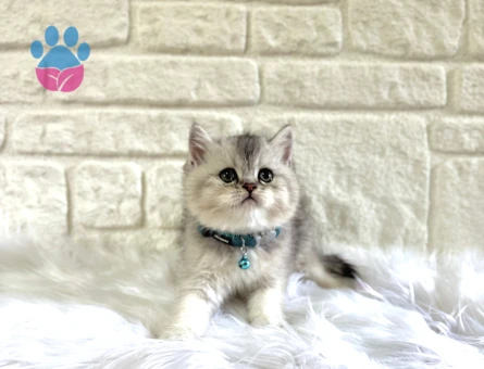 2 aylık Silver British Shorthair Erkekya yavrumuz - 10664 - Görsel 3