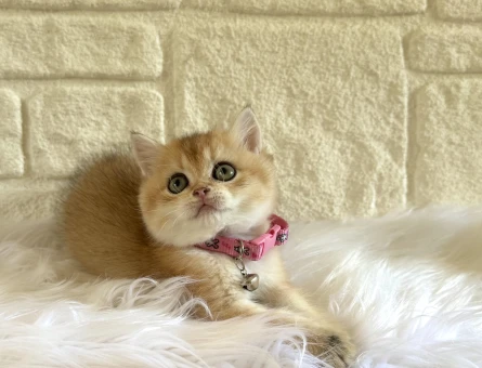 Altın sarısı British Shorthair Dişi - 10665