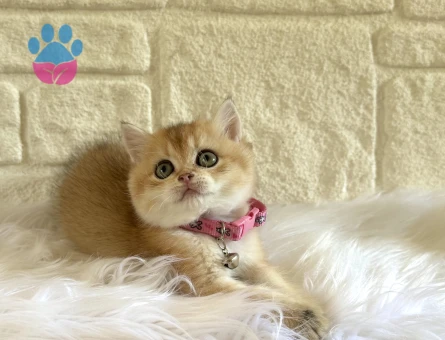 Altın sarısı British Shorthair Dişi - 10665 - Görsel 3