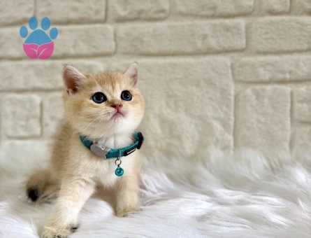 Benzersiz Güzellikte Golden British Shorthair Erkek 2 Aylık - 10666 - Görsel 2