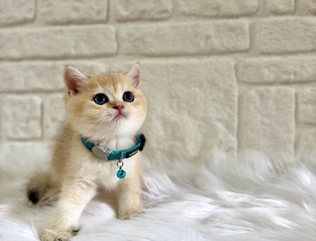 Benzersiz Güzellikte Golden British Shorthair Erkek – 2 Aylık - 10666