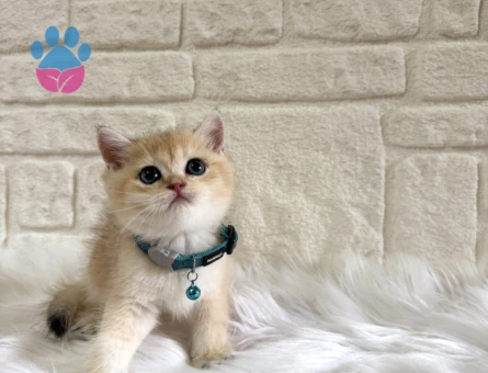 Benzersiz Güzellikte Golden British Shorthair Erkek 2 Aylık - 10666 - Görsel 3
