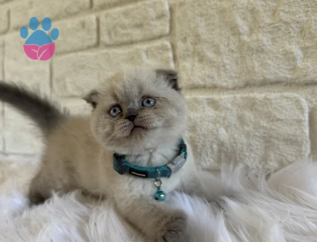Scottish Fold Bluepoint Erkek 2 Aylık - 10669 - Görsel 2