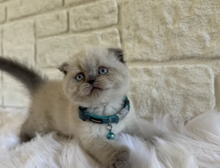 Scottish Fold Bluepoint Erkek 2 Aylık - 10669