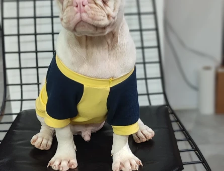 Türkiye'de Tek Albino Pug Yavrumuz Sizlerle - 10670