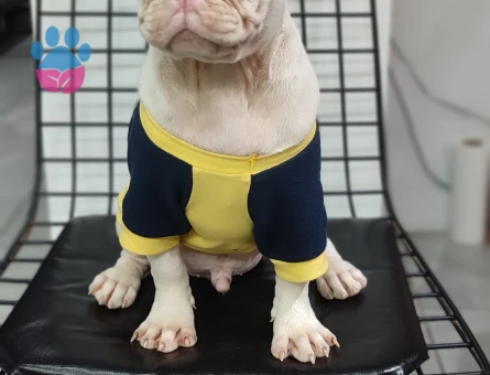 Türkiyede Tek Albino Pug Yavrumuz Sizlerle - 10670 - Görsel 3