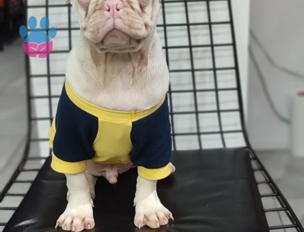 Türkiyede Tek Albino Pug Yavrumuz Sizlerle - 10670 - Görsel 4
