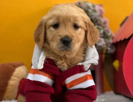 Bebek Surat Erkek ve Dişi Golden Retrievr Yavrular :) - 10672